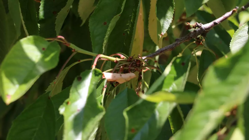 Böyle Hasat Görülmedi! Her Ağaçta 2 Tane Kaldı: Geçen Yıl 45 Liraydı, Bu Yıl Fiyatı Altınla Yarışıyor - Resim: 4