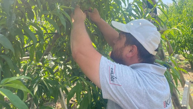 'Tek Tek' Hasat Ediliyor, Günlük 1200 Lira Bırakıyor! Bir Dalı Bile Altın Değerinde - Resim: 3