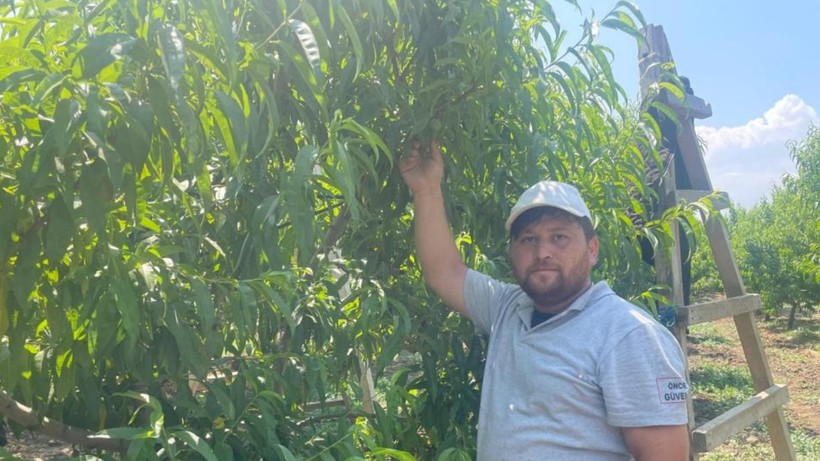 'Tek Tek' Hasat Ediliyor, Günlük 1200 Lira Bırakıyor! Bir Dalı Bile Altın Değerinde - Resim: 2