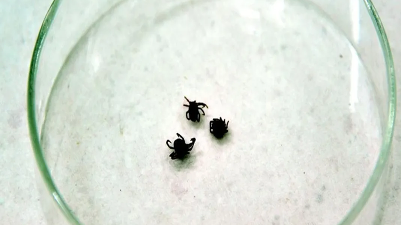 Grip Gibi Başlayıp Hayat Karartıyor! Yazın Görünmeyen Düşmanı Her Yerde… Sessizce Öldürüyor - Resim : 2