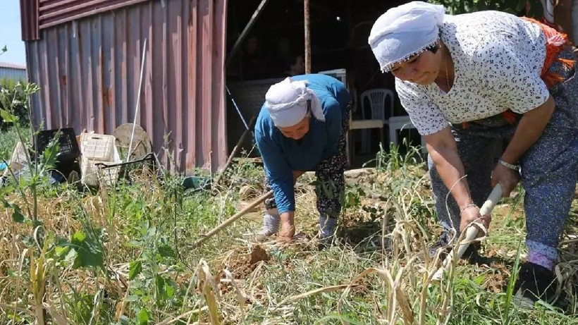 Beyaz Altını Hasat Eden Köşeyi Dönüyor: Sadece 6 Kişi Ekiyor, Her Poşeti Para Basıyor - Resim: 4