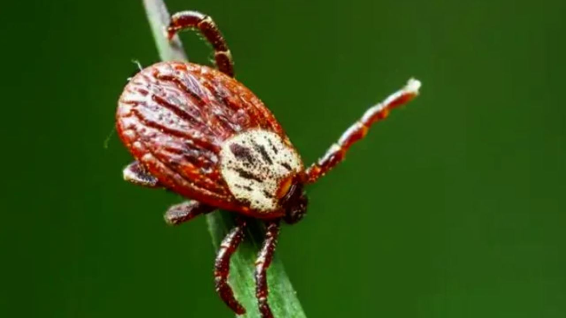 Türkiye’nin Öldüren Kabusuna Sıra Dışı Çözüm! 600 Tanesi Aynı Anda Doğaya Bırakıldı - Resim : 1