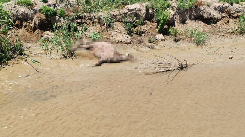 Hatay’da Yangından Sonra Bir Felaket Daha Alarm Verdi! 15 Dakikada 40’ı Birden Öldü… Sebebi Ne Duman Ne de Alev - Resim : 1