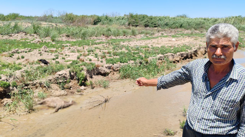 Hatay’da Yangından Sonra Bir Felaket Daha Alarm Verdi! 15 Dakikada 40’ı Birden Öldü… Sebebi Ne Duman Ne de Alev - Resim : 2
