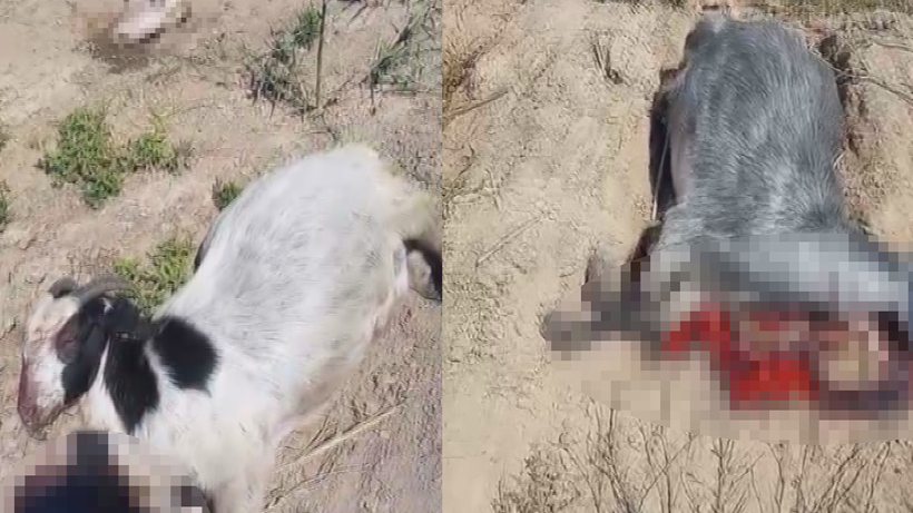 Hatay’da Yangından Sonra Bir Felaket Daha Alarm Verdi! 15 Dakikada 40’ı Birden Öldü… Sebebi Ne Duman Ne de Alev - Resim : 4