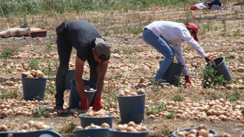 Kırmızı Altının Hasadı Başladı: Tarladan Kasa Kasa Toplanıyor, Avrupa'ya Poşet Poşet Satılıyor - Resim: 2