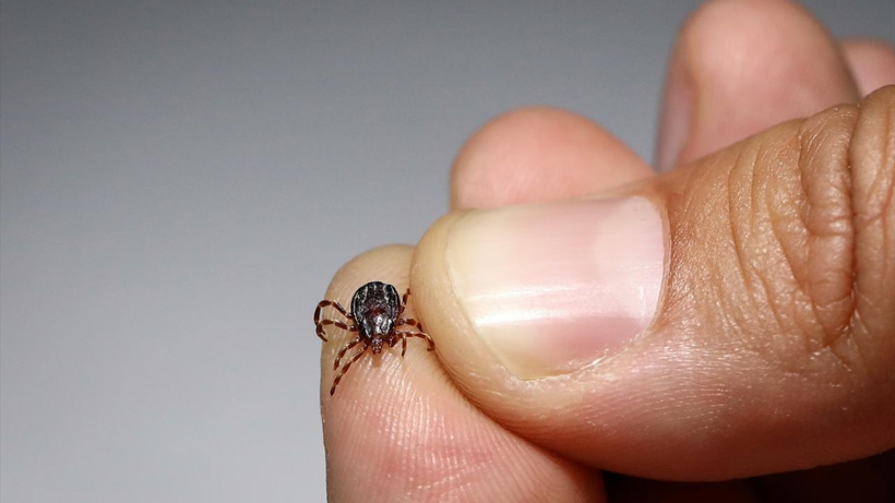 Keneler En Çok Nerelere Tutunur? Eve Geldiğinizde Bu Bölgeleri Mutlaka Kontrol Edin - Resim: 5