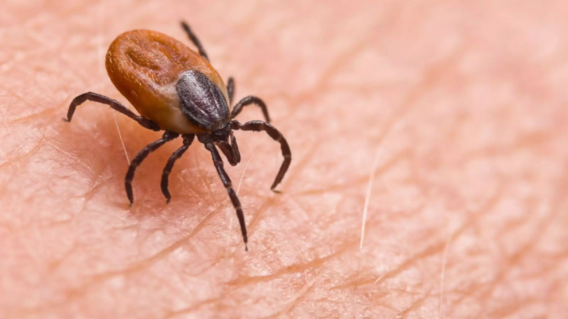 Keneler En Çok Nerelere Tutunur? Eve Geldiğinizde Bu Bölgeleri Mutlaka Kontrol Edin - Resim: 4