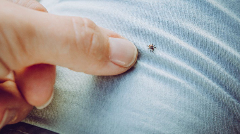 Keneler En Çok Nerelere Tutunur? Eve Geldiğinizde Bu Bölgeleri Mutlaka Kontrol Edin - Resim: 1