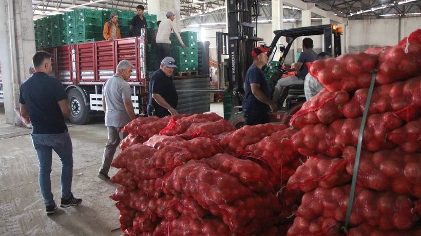 Kırmızı Altının Hasadı Başladı: Tarladan Kasa Kasa Toplanıyor, Avrupa'ya Poşet Poşet Satılıyor - Resim: 3