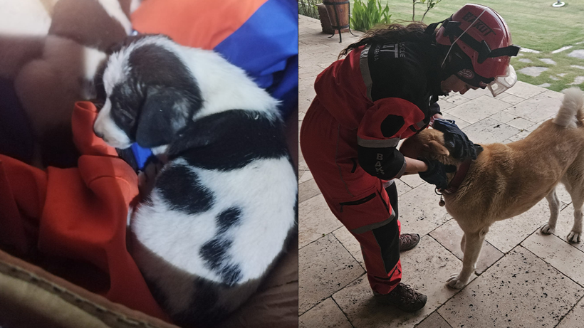 ‘Can Kaybı Yok’ Denilen Yerde Sessiz Çığlıklar Var! Ormanlar Yanıyor, Hayvanlar Ölüyor - Resim : 2