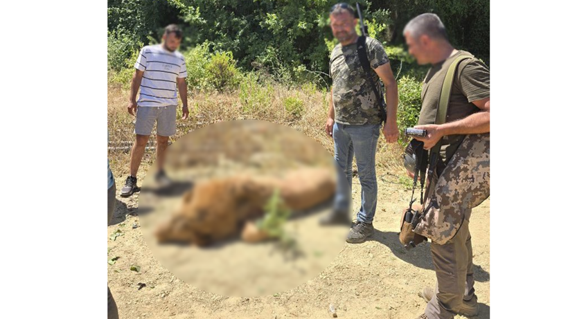Korkunç Katliam Sosyal Medyayı Ayağa Kaldırdı! Firari Aslanı Bayıltmak Yerine Öldürdüler - Resim : 3