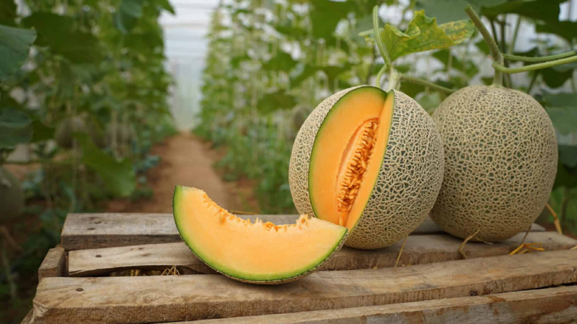 Bu Kavunun Tanesi 6.200 TL'ye Satılıyor! 7/24 Kamerayla İzleniyor - Resim: 3