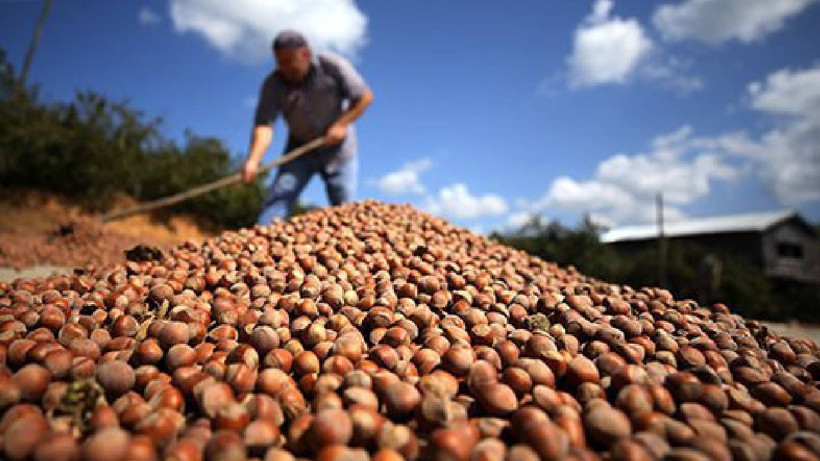 Ne Ordu Ne Giresun: Karadeniz’de En Çok Fındık Üreten Şehir Belli Oldu - Resim: 4