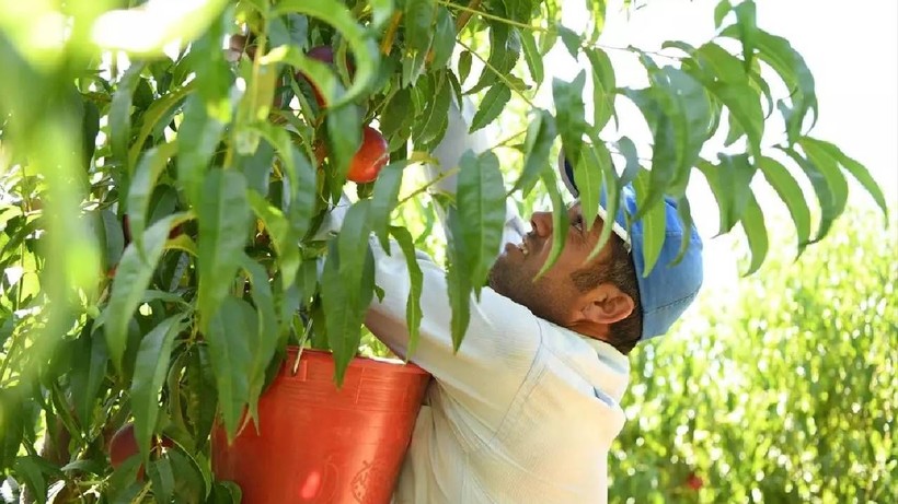 Coğrafi İşaretli Meşhur Hasat Başladı: Tam 16 Çeşit Toplanıyor, Avrupa'ya Poşet Poşet Satılıyor - Resim: 1