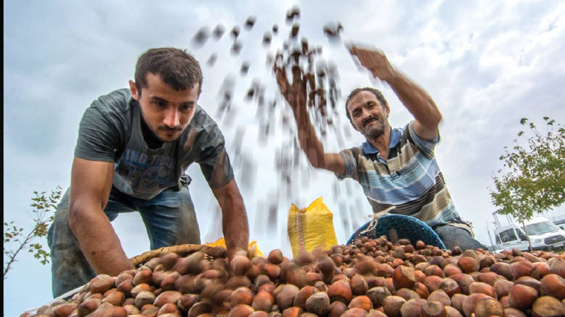 Ne Ordu Ne Giresun: Karadeniz’de En Çok Fındık Üreten Şehir Belli Oldu - Resim: 3