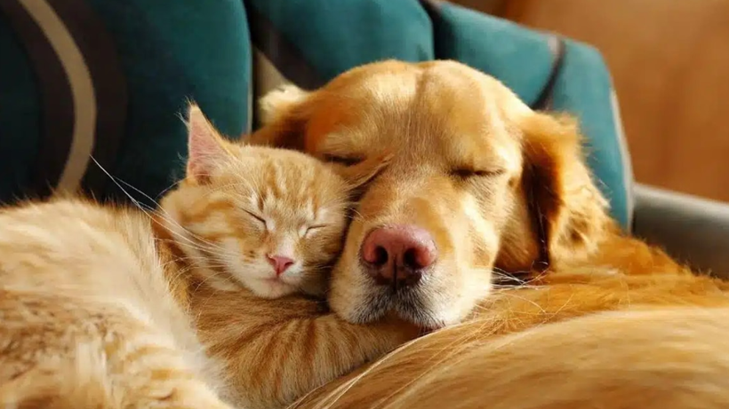 Kedi ve Köpekler Beyni Koruyor! Yeni Bilimsel Araştırma Şoke Etti - Resim : 1