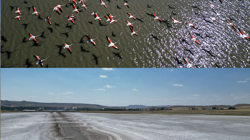 Önce 100 Metre Çekildi, Sonra Çatladı! Flamingo Cenneti Alarm Veriyor… 40 Gün Arayla Korkunç Fark - Resim : 2