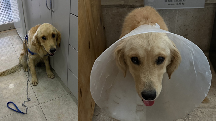 Denize Girdiği İçin Şikayet Edilmişti! Ares’ten Kahreden Haber - Resim : 2