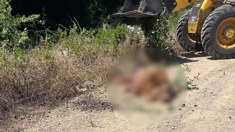 Antalya’da Hayvan Parkından Kaçan Aslan Zeus’un Öldürülmesine İlişkin Suç Duyurusu - Resim : 2