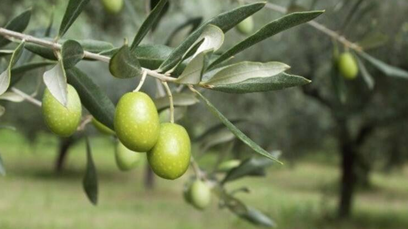 Tartışmalı Yasa Meclis'ten Geçti… Zeytinlikler Artık Madenlere Teslim! - Resim : 3