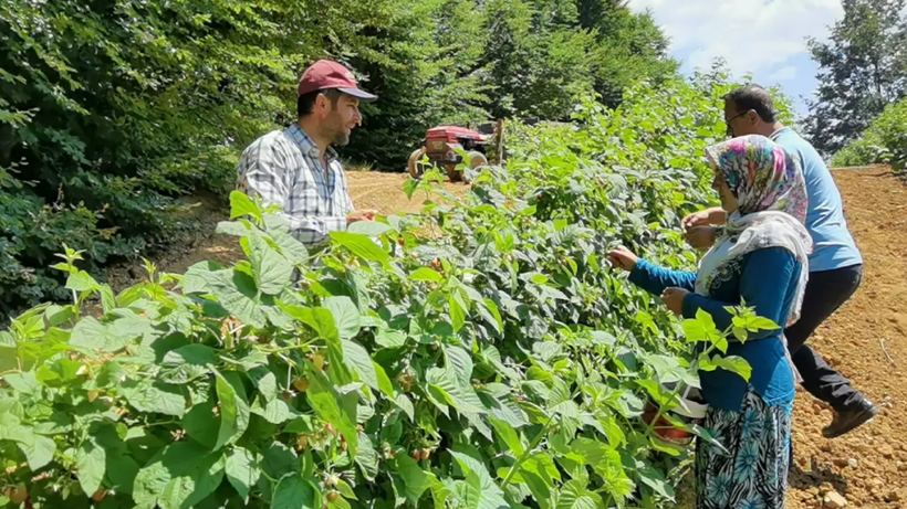Bu Meyve Yetiştireni Zengin Ediyor: 81 İlde Ürün Veriyor, Yaz Kış Hasat Ediliyor! Talepler Patladı - Resim: 4