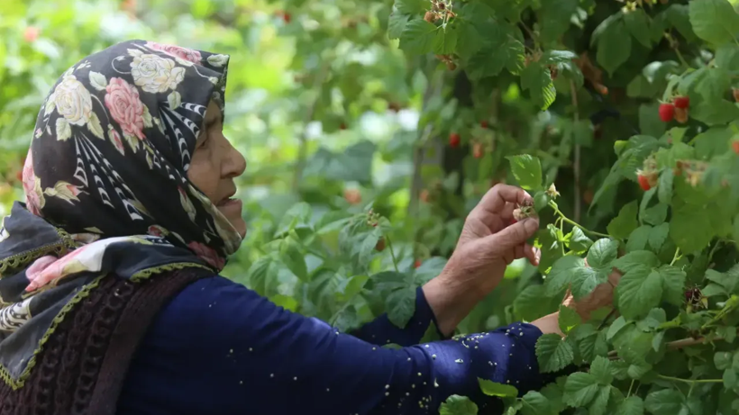 Bu Meyve Yetiştireni Zengin Ediyor: 81 İlde Ürün Veriyor, Yaz Kış Hasat Ediliyor! Talepler Patladı - Resim: 3