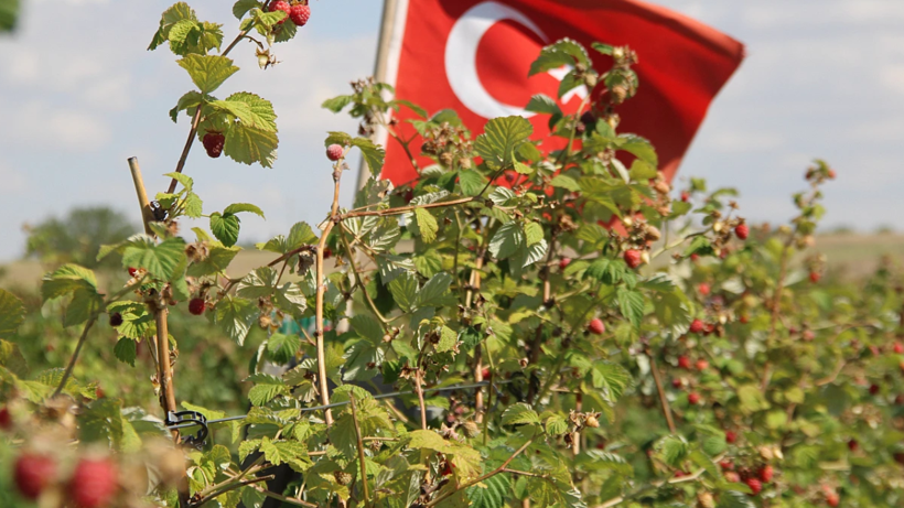 Bu Meyve Yetiştireni Zengin Ediyor: 81 İlde Ürün Veriyor, Yaz Kış Hasat Ediliyor! Talepler Patladı - Resim: 2