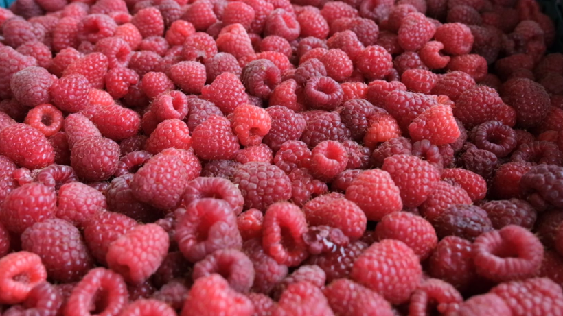 Bu Meyve Yetiştireni Zengin Ediyor: 81 İlde Ürün Veriyor, Yaz Kış Hasat Ediliyor! Talepler Patladı - Resim: 1