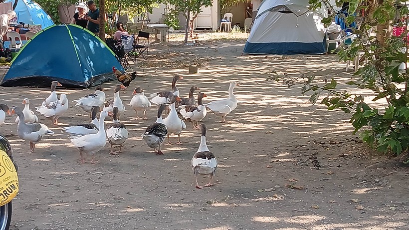 Tek Suçları Denize Girmek Olan Kazlara Şartlı Tahliye!  2 Yasaklı Sözde Özgürlük Getirildi - Resim : 2