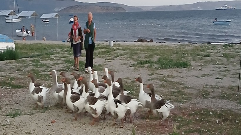 Tek Suçları Denize Girmek Olan Kazlara Şartlı Tahliye!  2 Yasaklı Sözde Özgürlük Getirildi - Resim : 3