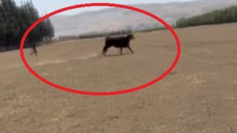 Hatay’da Firari Angus Alarmı! 1 Aydır Kayıplar… 'Gören Olursa Hemen Kaçsın' Diyerek Uyardı - Resim : 3