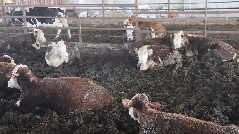 Hatay’da Firari Angus Alarmı! 1 Aydır Kayıplar… 'Gören Olursa Hemen Kaçsın' Diyerek Uyardı - Resim : 1