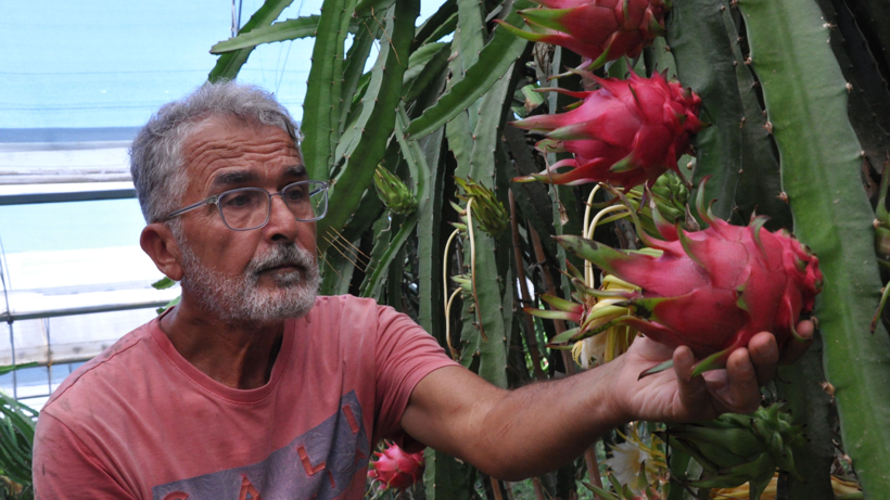 Emekli Olduktan Sonra 'Altın Bileziği' Taktı, Köşeyi Döndü! Kilosunu 200 Liradan Satıyor, 9 Tonluk Hasat Bekliyor - Resim: 2
