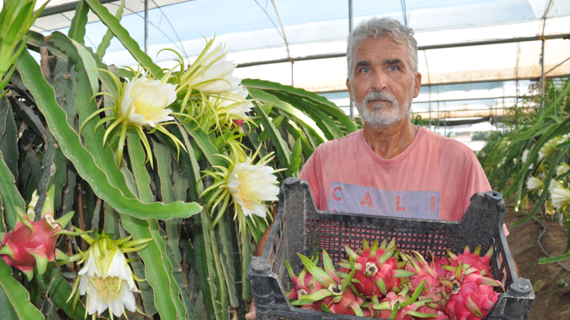 Emekli Olduktan Sonra 'Altın Bileziği' Taktı, Köşeyi Döndü! Kilosunu 200 Liradan Satıyor, 9 Tonluk Hasat Bekliyor - Resim: 1