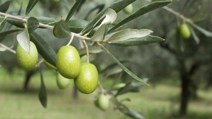 Tarkan’ın Sözleri Sosyal Medyayı Ayağa Kaldırdı! Vicdanları Yaralayan Zeytin Yasasına Çok Konuşulan Tepki - Resim : 1
