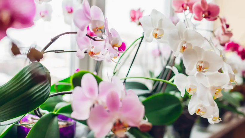 Beyaz Altın Olarak Biliniyor, Ölmüş Orkidelere Bile Can Veriyor! İşte Bahçıvanların Sırrı - Resim : 1