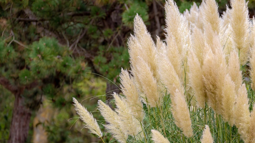 Sadece 1 Kez Aynı Yerden Hasat Edilebiliyor! 81 İle Gönderiyor, Paraya Para Demiyor - Resim : 1