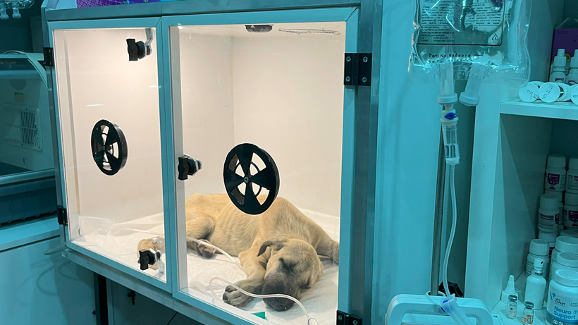 Sırtında Kırıklar, Gözlerinde Korku! Sivas’ta Sopayla Darp Edilen Yavru Köpek Hayata Tutunmaya Çalışıyor - Resim : 2