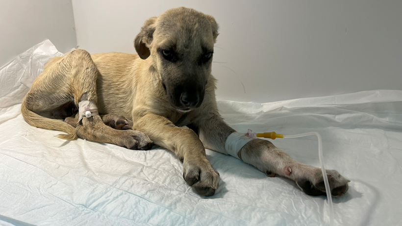 Sırtında Kırıklar, Gözlerinde Korku! Sivas’ta Sopayla Darp Edilen Yavru Köpek Hayata Tutunmaya Çalışıyor - Resim : 1