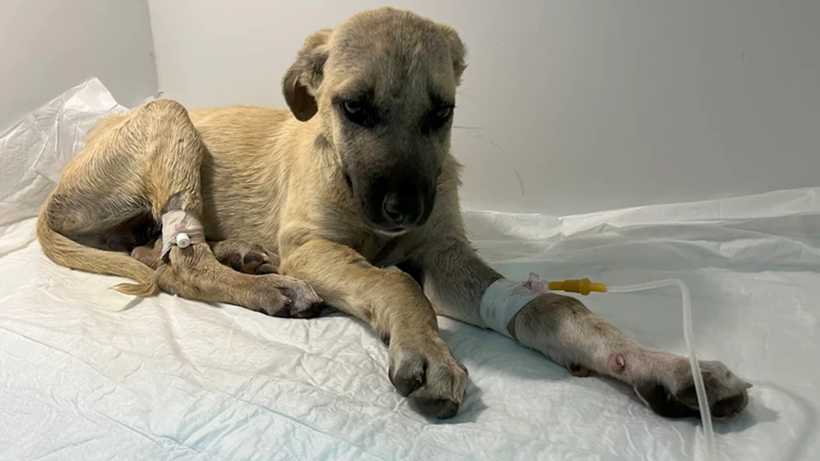 Kırık Dolu Vücuduyla Hayata Gülümsüyor! Sivas’ta Dakikalarca Darp Edilen 2,5 Aylık Mucize’den Sevindiren Haber - Resim : 2