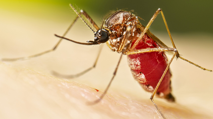 75 Yıl Önceki Ölümcül Kabus Avrupa’da Dirildi! DSÖ Uyardı, Dünya Yeni Salgının Eşiğinde - Resim : 1