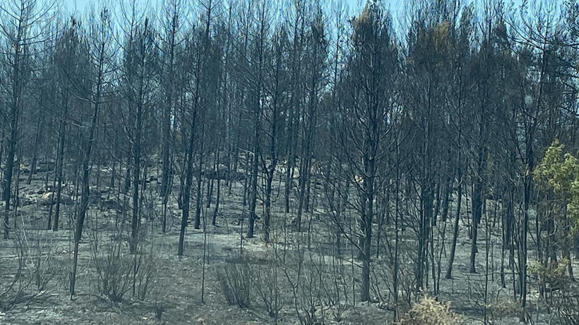 Uzmanı Alanı İnceleyip Açıkladı! İşte Karabük’teki Orman Yangınını Büyüten Gizli Tehlike… - Resim : 2