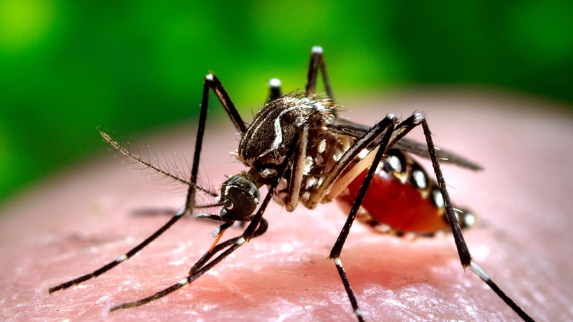 75 Yıl Önceki Ölümcül Kabus Avrupa’da Dirildi! DSÖ Uyardı, Dünya Yeni Salgının Eşiğinde - Resim : 4