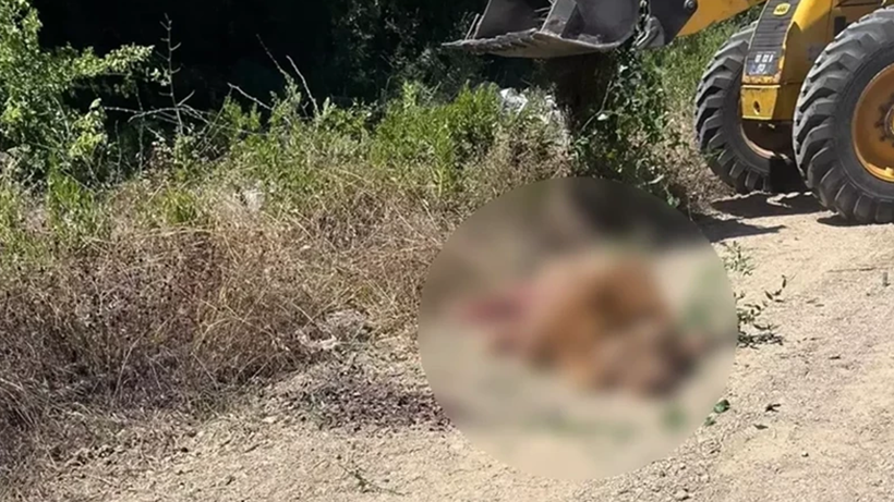 Katledilen Aslan Zeus’un Yaraladığı Çiftçiden İnsanlık Dersi: 'Öldürmeselerdi, Bu Olayda Tek Suçsuz Olan Ben ve Aslan' - Resim : 1