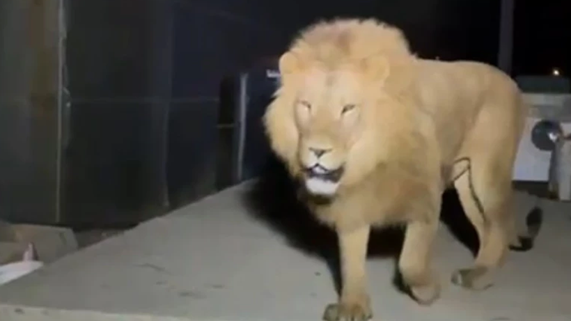 Katledilen Aslan Zeus’un Yaraladığı Çiftçiden İnsanlık Dersi: 'Öldürmeselerdi, Bu Olayda Tek Suçsuz Olan Ben ve Aslan' - Resim : 2