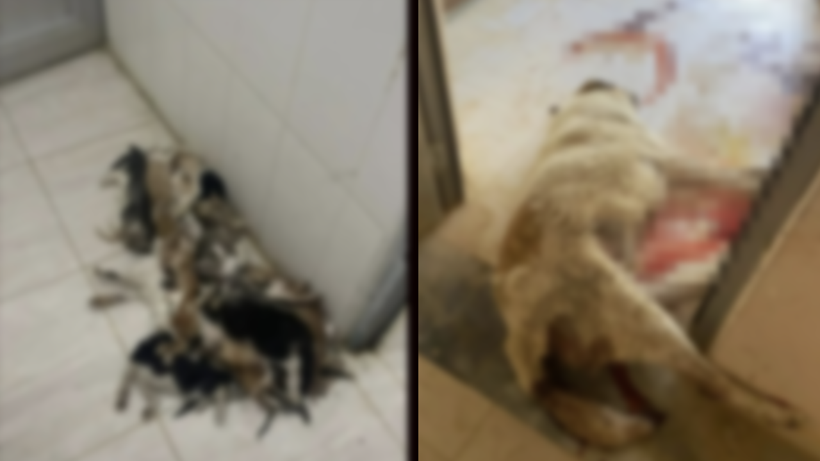 Sessiz Çığlığın Adresi Mersin! Cansız Bedenleri Üst Üste Yığılmış, Yaralılar, Kanlar İçinde Ölüme Terk Edilmiş… Bakım Değil Kabus Evi - Resim : 1