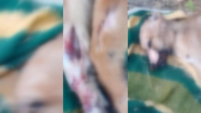 Başakşehir’den Sonra Bu Kez Adres Esenyurt… Köpeklere Vahşet Zinciri - Resim : 2