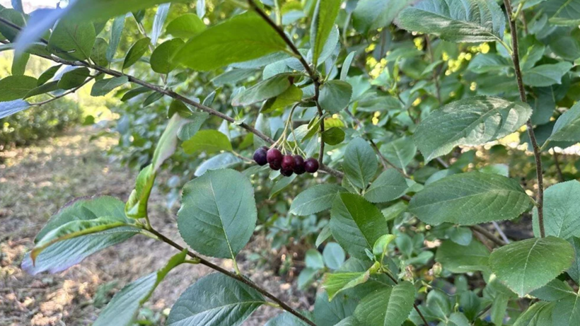 Yurt Dışında Sırrını Öğrendi, Memleketine Gelip Köşeyi Döndü! 'Süper Meyve'de Rekor Hasat Bekliyor - Resim : 1