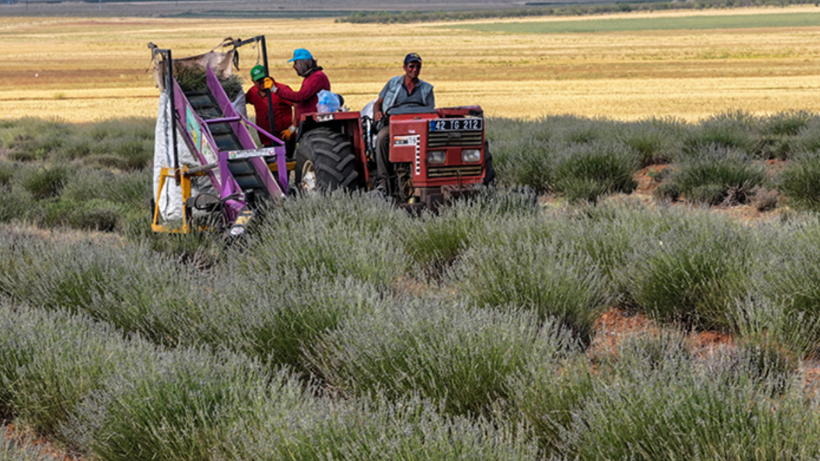 Kıraç Araziler Mor Hasatla Değerlendikçe Değerlendi! Hasat Üstüne Hasat Ediyorlar, 2500 Liraya Satıyor - Resim : 1